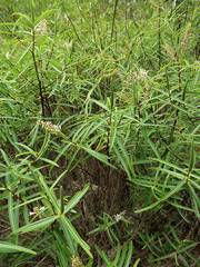 Veronica stenophylla stenophylla