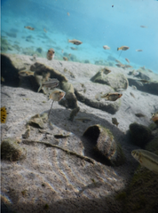 Xiphophorus variatus