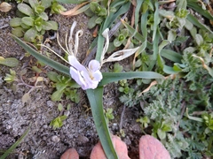 Colchicum eichleri