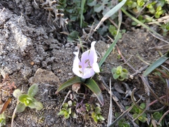 Colchicum eichleri