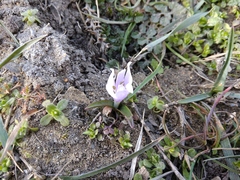 Colchicum eichleri