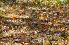 Thryophilus pleurostictus