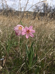 Fritillaria pluriflora