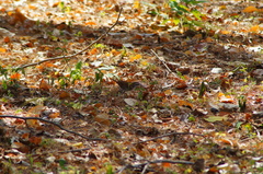 Thryophilus pleurostictus