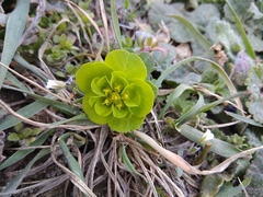 Euphorbia helioscopia