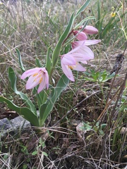 Fritillaria pluriflora