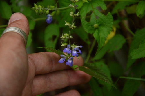 Riverbank Yunkasage (Salvia rypara)