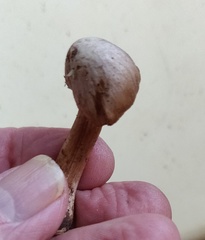 Inocybe albodisca