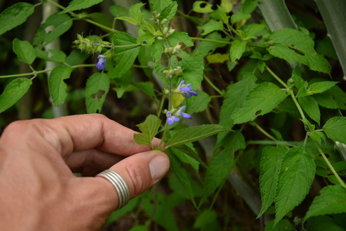 Salvia rypara, photograph 3