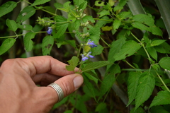 Salvia rypara, photograph (c) Luis Martin Stivanello, some rights reserved (CC BY)
