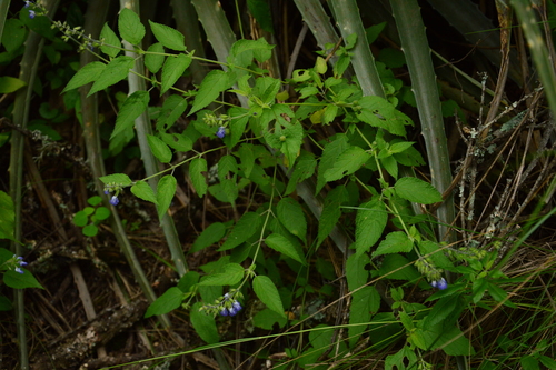 Salvia rypara, photograph 4