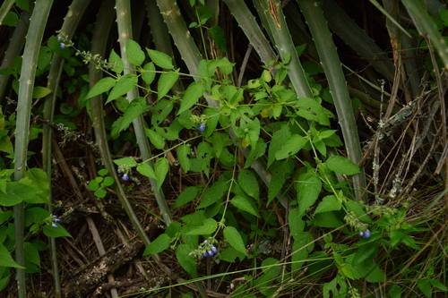 Salvia rypara, photograph 5