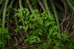Salvia rypara, photograph (c) Luis Martin Stivanello, some rights reserved (CC BY)