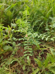 Indigofera colutea