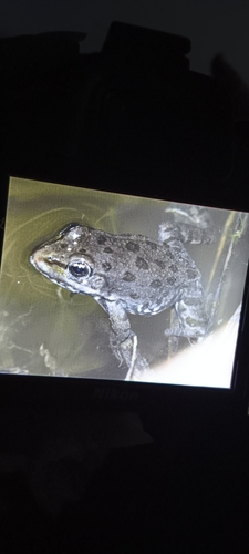 Marsh Frog