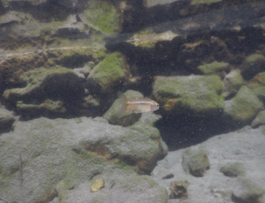 Spotted Minnow