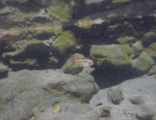 Spotted Minnow