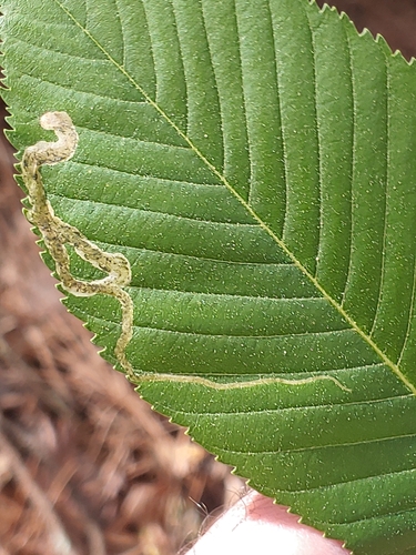 Unknown species found near Raleigh, NC 27607, USA
