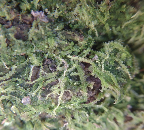 Forcipated Pincerwort (Fuscocephaloziopsis connivens)