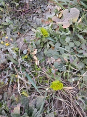 Euphorbia helioscopia