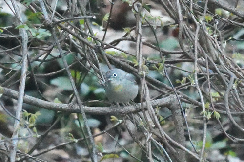 Virginia's Warbler (Leiothlypis virginiae)
