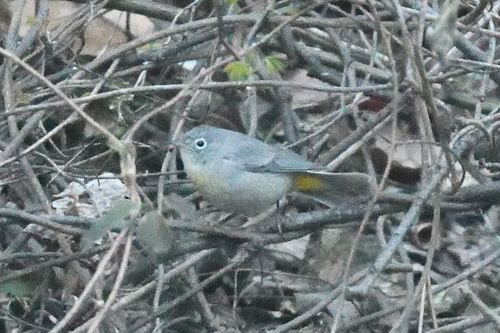 Virginia's Warbler (Leiothlypis virginiae), photo 9