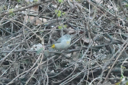 Virginia's Warbler (Leiothlypis virginiae), photo 2