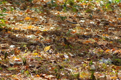 Thryophilus pleurostictus