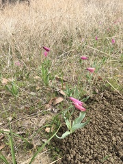 Fritillaria pluriflora