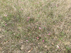 Fritillaria pluriflora