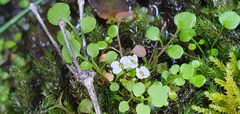 Cardamine corymbosa