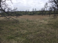 Fritillaria pluriflora