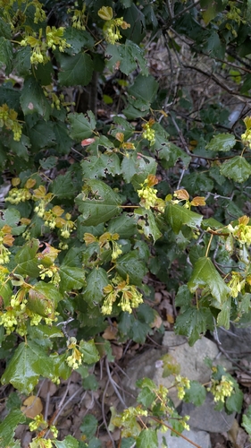 Syrian Maple (Acer obtusifolium)