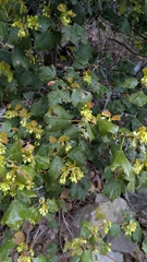 Acer obtusifolium