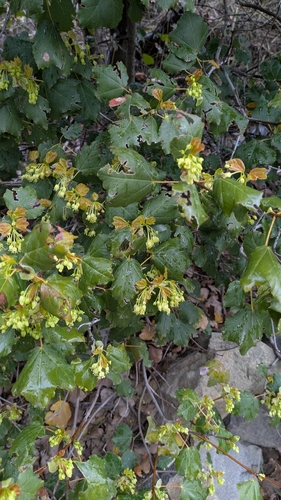 Acer obtusifolium, photograph 2