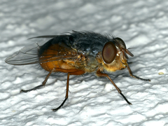 Calliphora augur