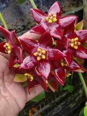Hoya coronaria