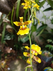 Oncidium sphacelatum