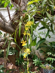 Oncidium sphacelatum