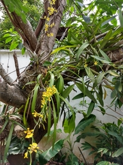 Oncidium sphacelatum