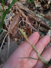 Carex ignota