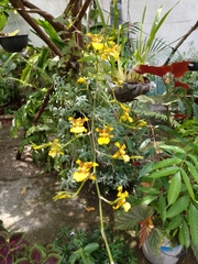 Oncidium sphacelatum