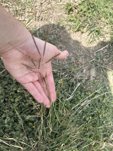 King Ranch bluestem (Bothriochloa ischaemum)