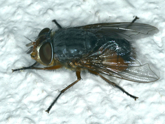Calliphora augur