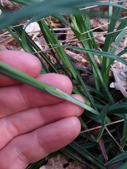 Carex ignota