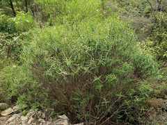 Veronica stenophylla stenophylla