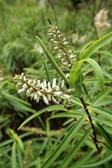 Veronica stenophylla stenophylla