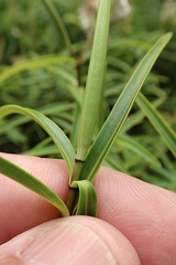 Veronica stenophylla stenophylla