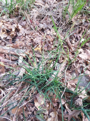 Image of Carex ignota by (c) Will McFarland, some rights reserved (CC BY)
