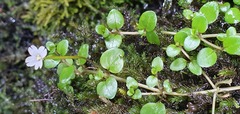 Epilobium nerteroides